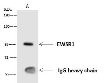 EWSR1 / EWS Antibody