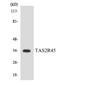 TAS2R45 Antibody (aa211-260)