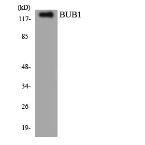 IHC-plus™ Polyclonal Rabbit anti-Human BUB1 Antibody (aa769-818, IHC, WB)
