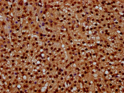 HIST1H4I Antibody