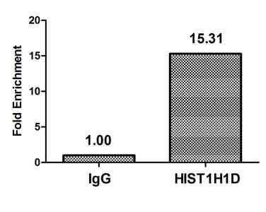 HIST1H1E Antibody