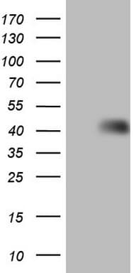 HOMER2 / Homer 2 Antibody (clone OTI2D5)