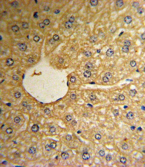 Polyclonal Rabbit anti-Human MSRA Antibody (aa34-63, IHC, IF, WB)