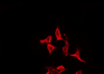 OR2J2 Antibody