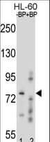 RNF40 / STARING Antibody (aa697-725)