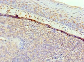 GAL / Galanin Antibody (aa20-123)