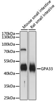GPA33 / A33 Antibody