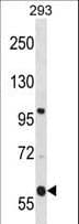 TMCO4 Antibody (aa87-115)