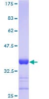 Human HSBP1 Protein (Recombinant GST)