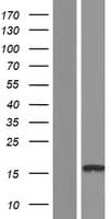 SRP14 Protein (Over-Expression Lysate Myc-DDK (Flag))