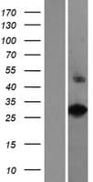 VAX2 Protein (Over-Expression Lysate Myc-DDK (Flag))