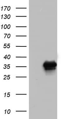 SAP30BP / HTRG Antibody (aa1-260, clone OTI3A11)