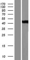 ENDOU Protein (Over-Expression Lysate Myc-DDK (Flag))