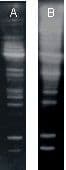 K63-Linked Polyubiquitin Antibody (clone HWA4C4, HRP)
