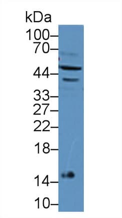 IFNA7 / Interferon Alpha 7 Antibody (aa24-190, APC)