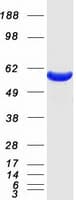 Human CORO1A / Coronin 1a Protein (Recombinant Myc-DDK (Flag))