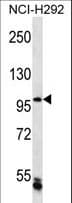 Polyclonal Rabbit anti-Human CHTF18 / RUVBL Antibody (aa914-943, WB)