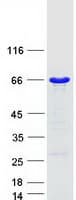Human G3BP1 / G3BP Protein (Recombinant Myc-DDK (Flag))