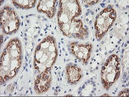 Monoclonal Mouse anti-Human GZMB / Granzyme B Antibody (clone OTI4E6, aa21-247, IHC, IF, WB)