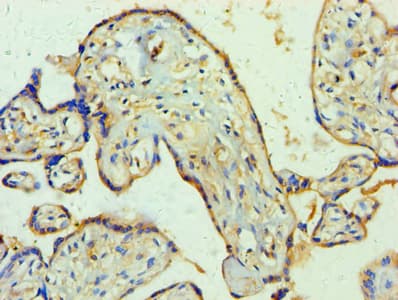 WNT2 / IRP Antibody (aa26-360)