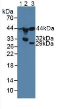MMP23 Antibody (aa79-390)