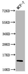 Polyclonal Rabbit anti-Human HIST1H2BN Antibody (IHC, IF)