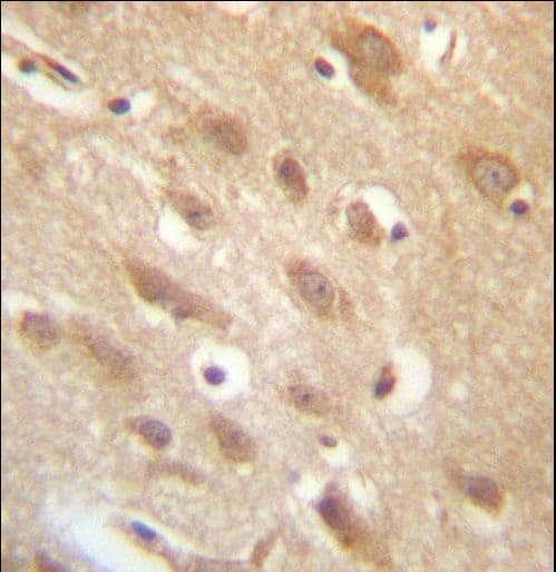 YAE1D1 Antibody (aa131-160)