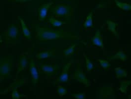 Monoclonal Mouse anti-Human ALDH1L1 Antibody (clone OTI7B7, IF, WB)