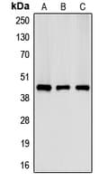 CKM / Creatine Kinase MM Antibody (N-Terminus)