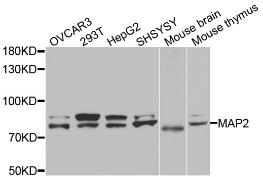 MAP2 Antibody