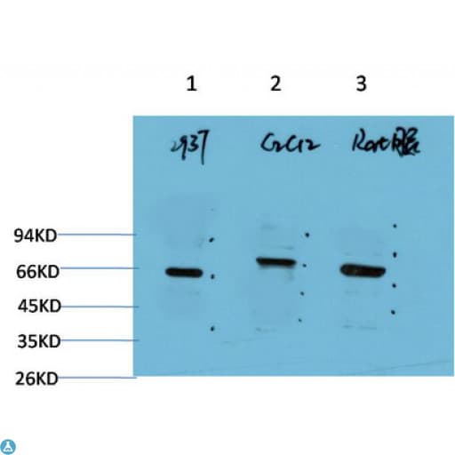 BECN1 / Beclin-1 Antibody
