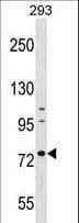 RNPEP Antibody (aa381-411)