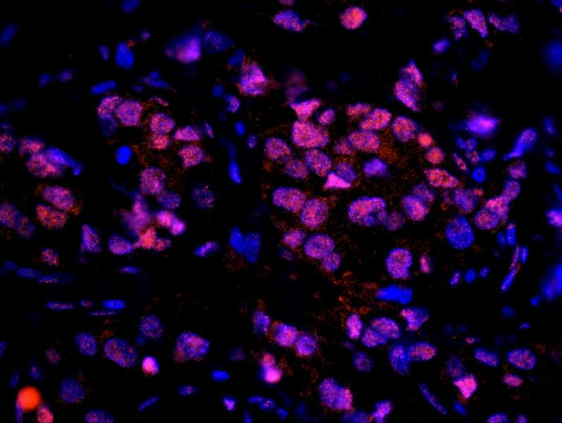 UIMC1 / RAP80 Antibody (aa650-C-term)