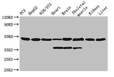 Polyclonal Rabbit anti-Mouse ENO1 / Alpha Enolase Antibody (HRP, WB)