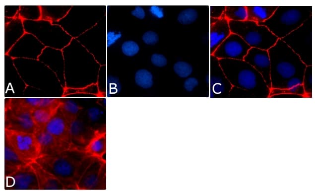 Monoclonal Mouse anti-Human OCLN / Occludin Antibody (clone OC-3F10, AF594, C-Terminus, IF, WB)