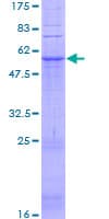 Human GPR31 Protein (Recombinant GST)