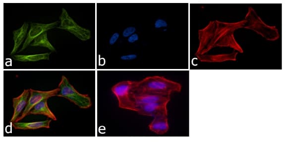 Alpha Tubulin Antibody (clone TU-01)