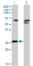 ZNF266 Antibody (clone 4G5)