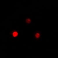 QKI Antibody
