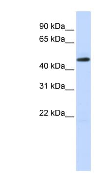 Polyclonal Rabbit anti-Human TEAD2 Antibody (N-Terminus, WB)