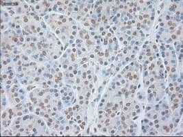 GFAP Antibody (clone OTI4D11)