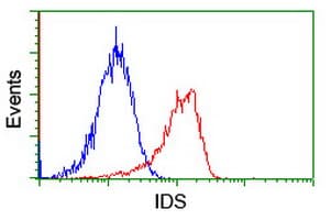 IDS / Iduronate 2 Sulfatase Antibody (clone OTI4G2)