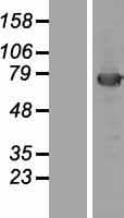 KBTBD5 Protein (Over-Expression Lysate Myc-DDK (Flag))