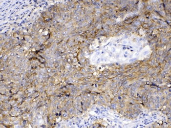 Polyclonal Rabbit anti-Human Basigin / Emmprin / CD147 Antibody (IHC, WB)
