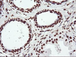 FBXO21 Antibody (clone OTI6E7, Carrier-free)