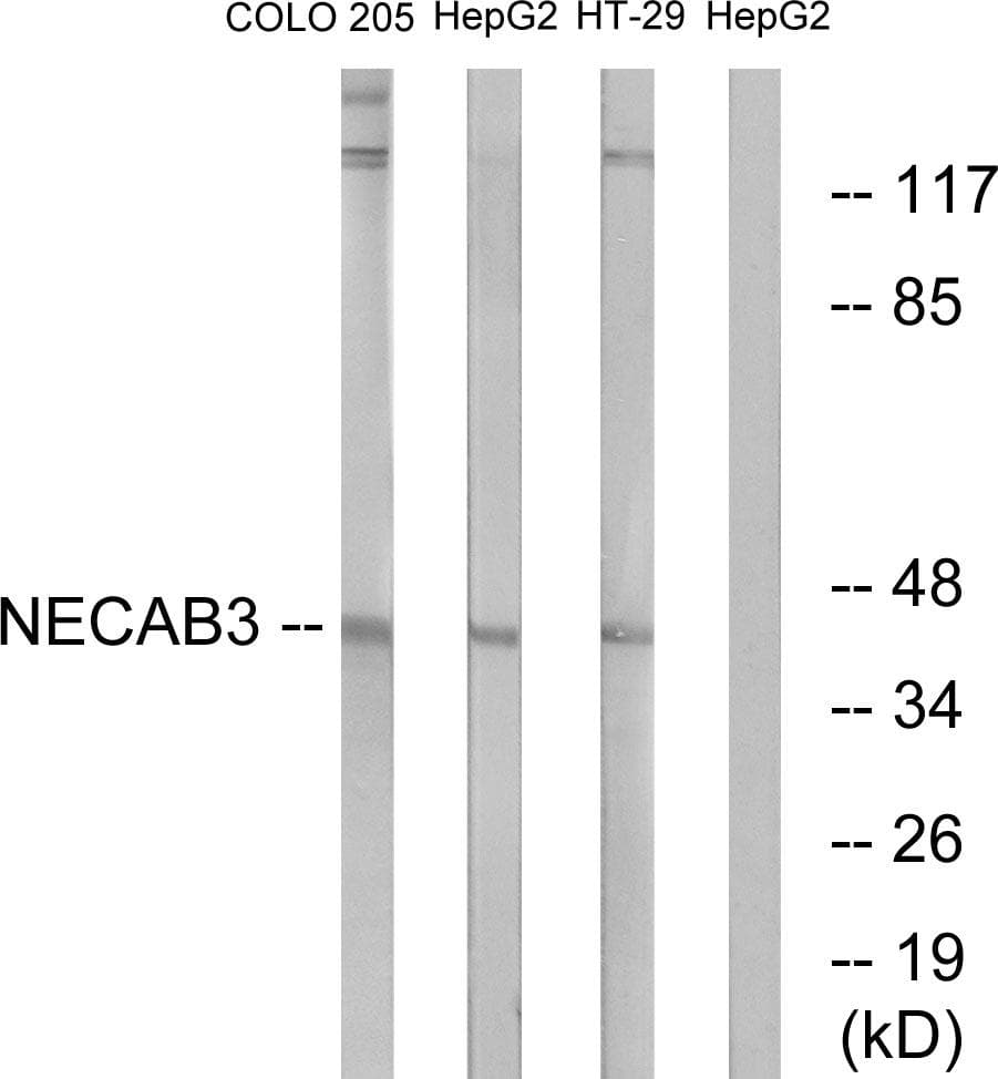 NECAB3 Antibody