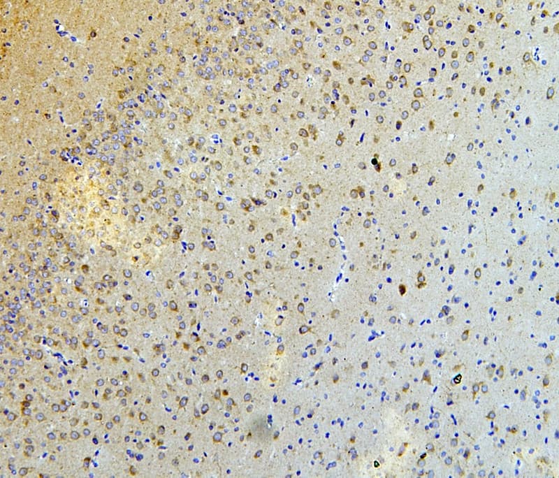 NALP3 / NLRP3 Antibody (aa12-31)
