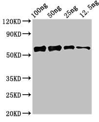 Bacterial alanine dehydrogenase Antibody