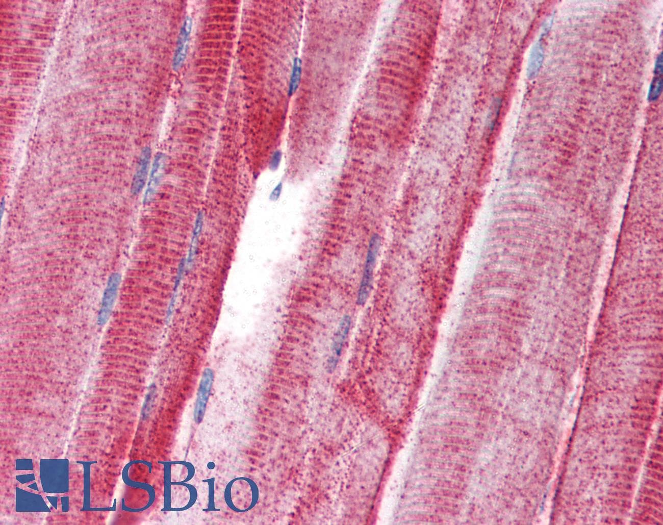 IHC-plus™ UNC93B / UNC93B1 Antibody