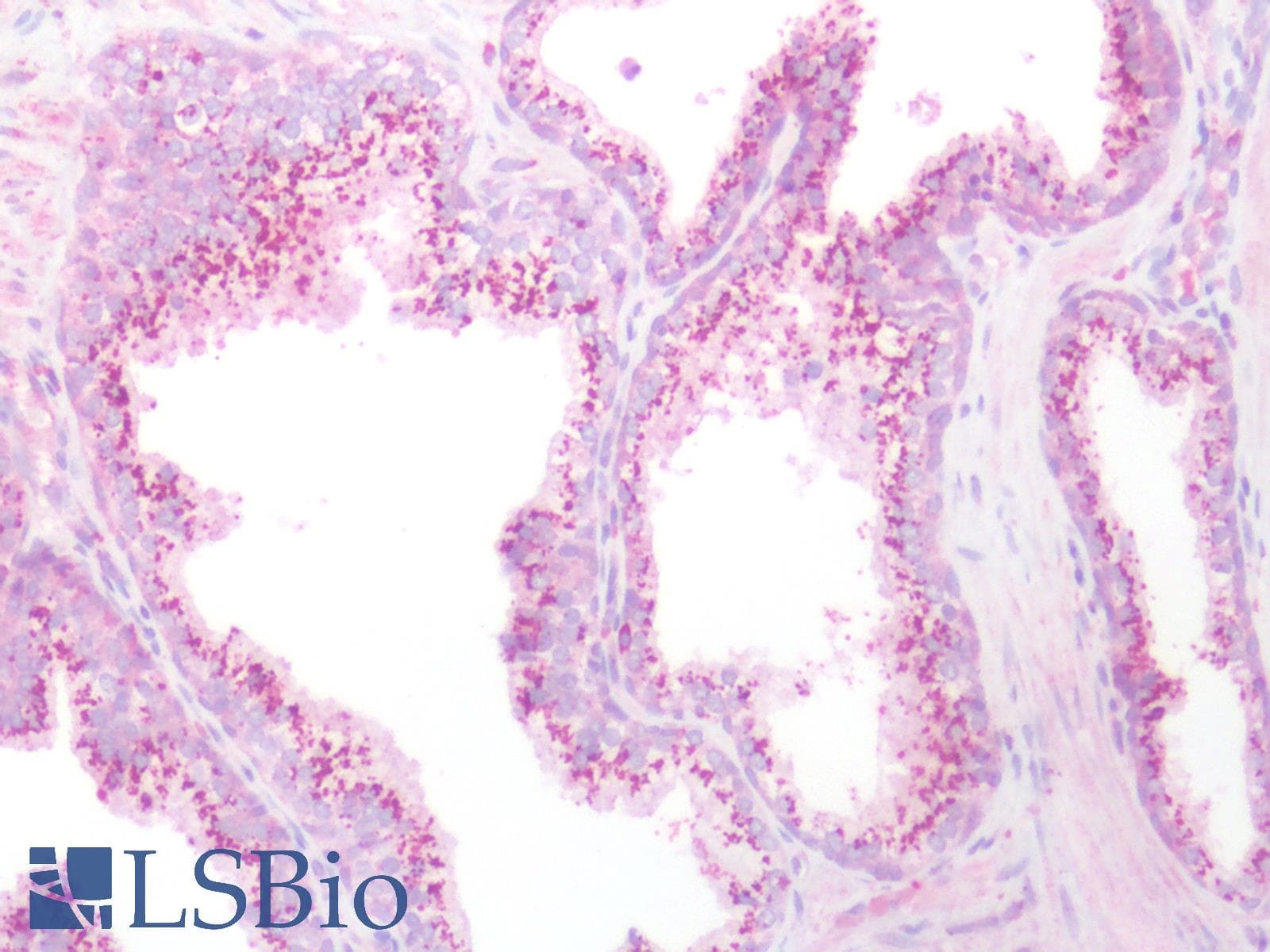 IHC-plus™ KIAA1324 / maba1 Antibody (N-Terminus)